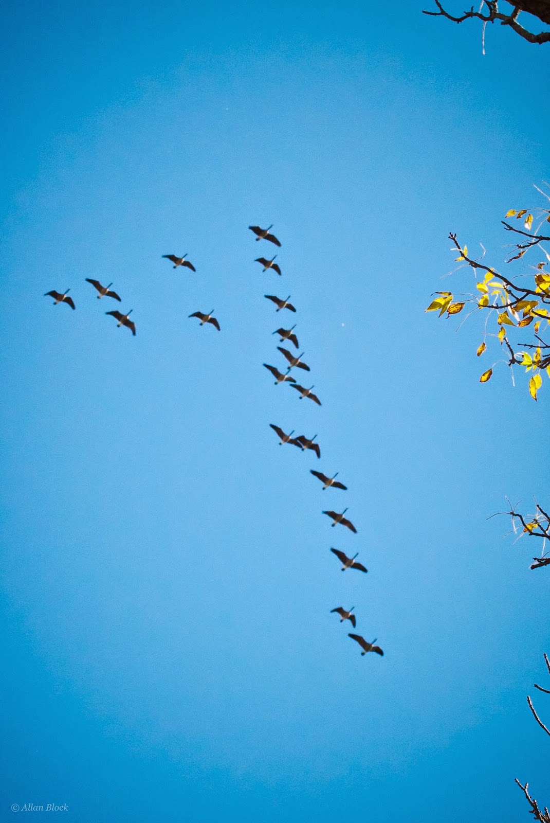 Feather Tailed Stories October 2014 feather-tailed-stories-october-2014