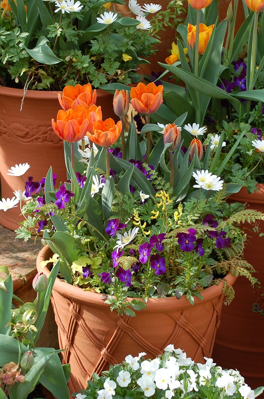 Potting Up... tulips.