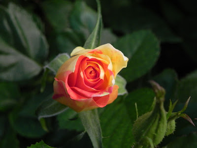 Una linda rosa matizada en el jardín - The Garden