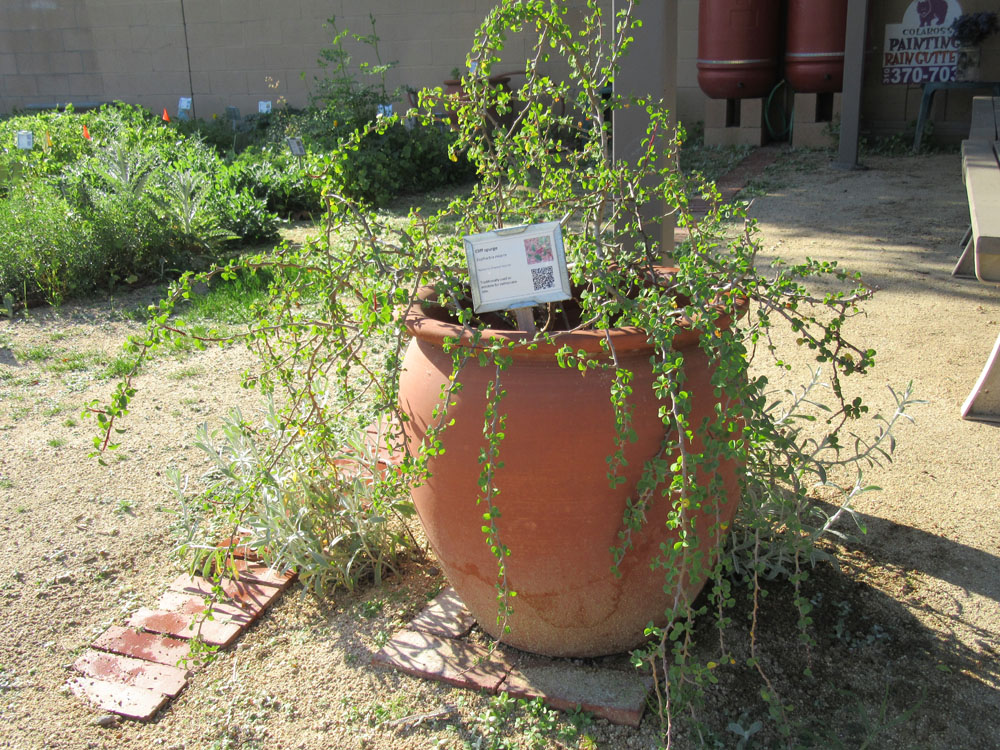 Mother Nature's Backyard A Waterwise Garden Growing California