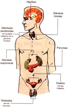 Sistema endocrino Imagen del Sistema endocrino indicando partes para niños