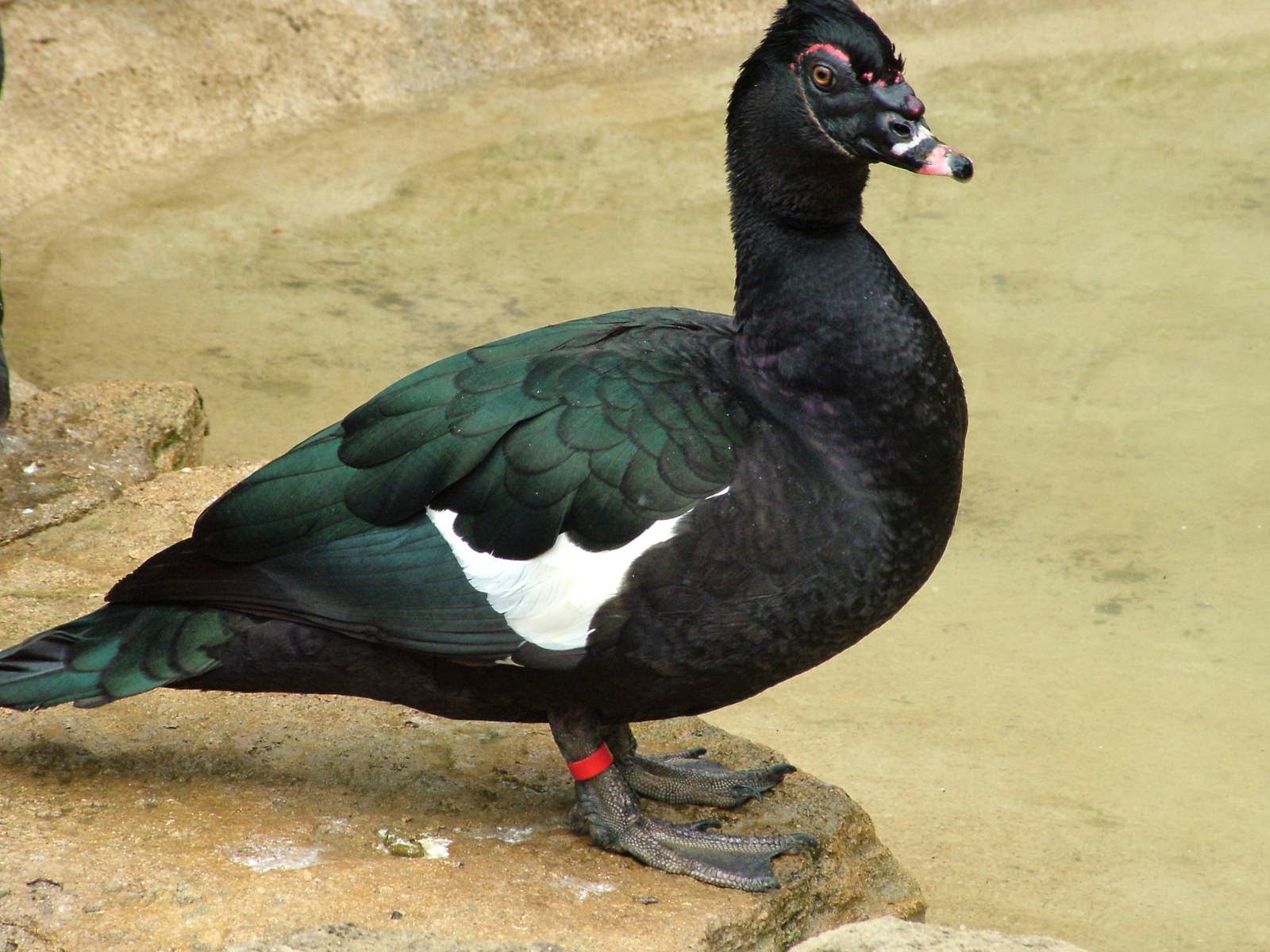 Animals World latest collection of animal wild muscovy ducks