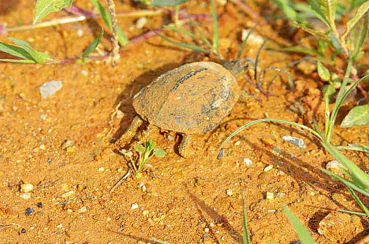 turtle crawling, field