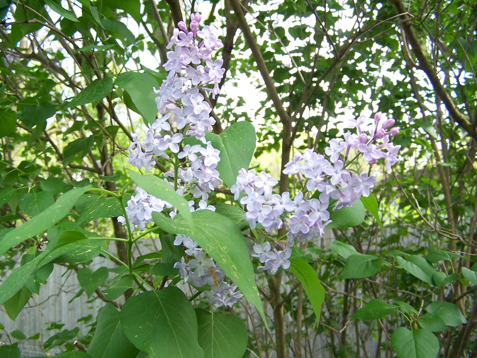 Glady's Gab on Quilts and Quotes When Lilacs Last in the Dooryard Bloom’d