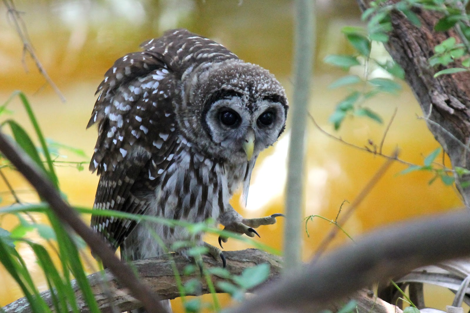 mitcheci photos Florida Barred Owl on Amelia Island