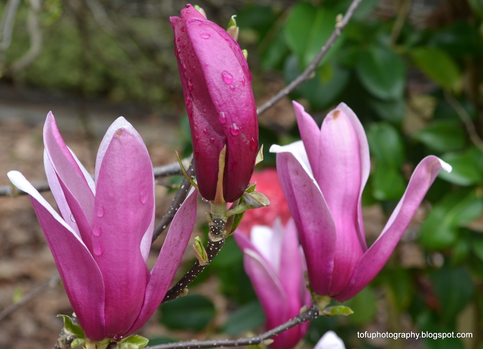 Tofu Photography Magnolia flowers in Orange, NSW