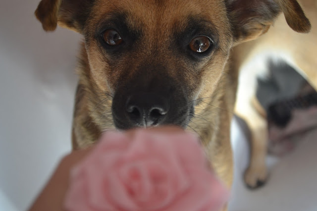 le mie prime rose in gum paste