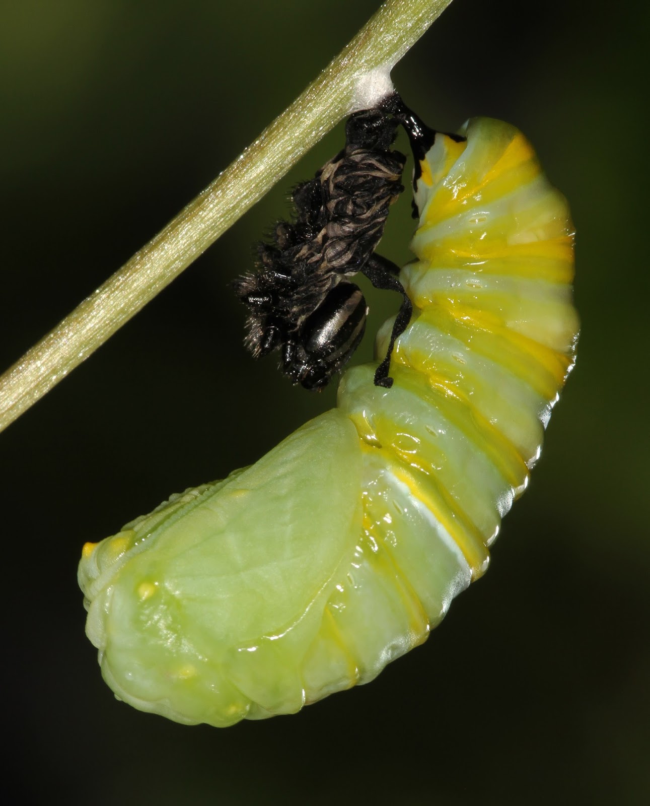 All of Nature Monarch Caterpillar Changes to Chrysalis