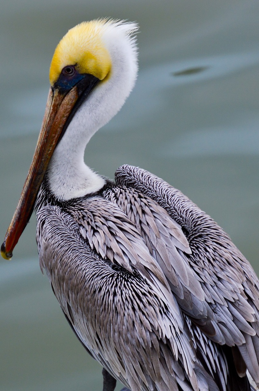 Plumage of a pelican. Plumage of a pelican.
