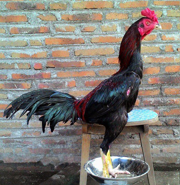 Bangkok Super Ciri Ayam Bangkok Super Bagus yang Kuat Menang
