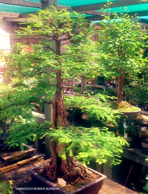 Yamaguchi Bonsai Nursery My L A Lifestyle It Is An Honor To See Mr Yamaguchi S Lifetime Of Work In Bonsai On Display At The Nursery Oriental Landscaping Materials Area