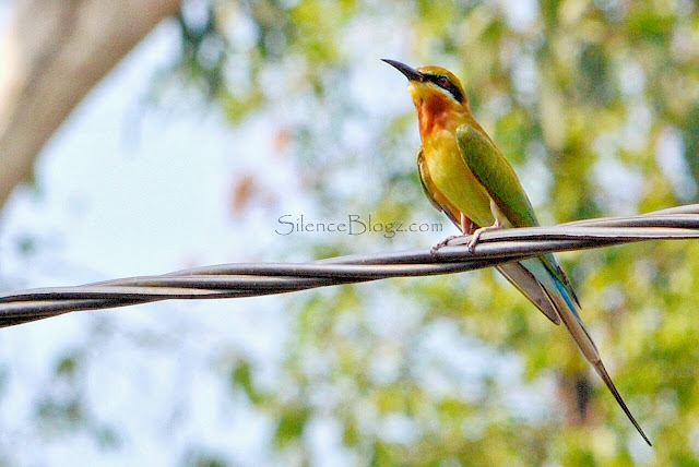 Blue Tailed Bee Eater Blue Tailed Bee Eater - birding activity KKB hulu selangor