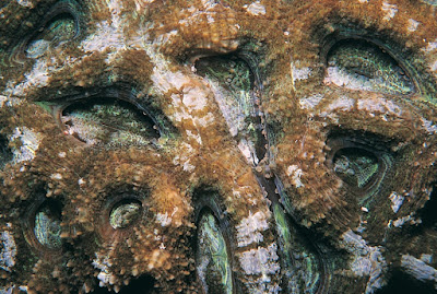 Acanthastrea hillae Acanthastrea hillae