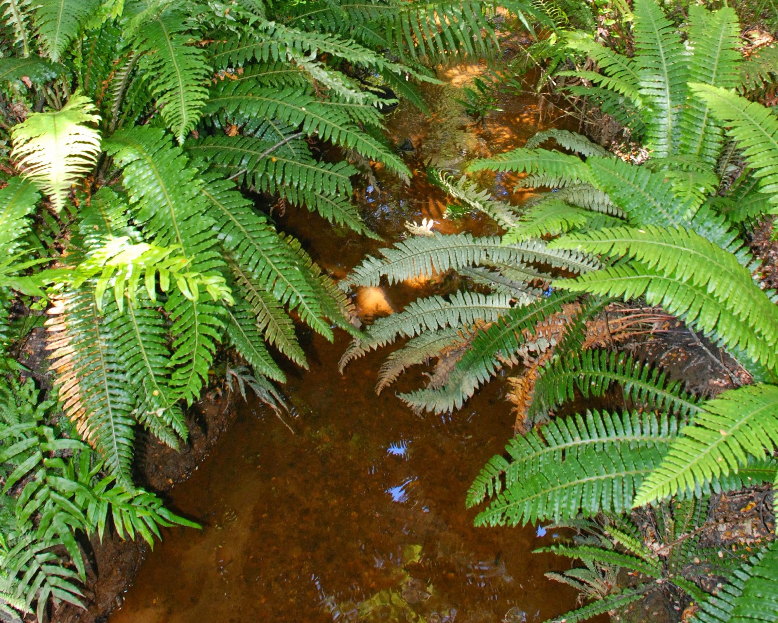 The Hillbilly Kiwi The Lake Hauroko Mystery