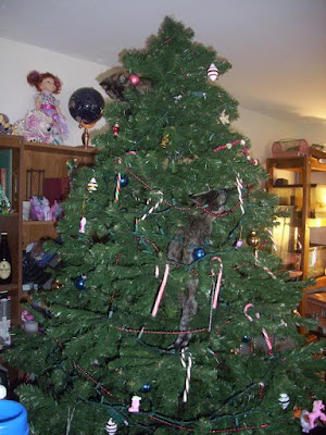 Kitten climbing Christmas tree