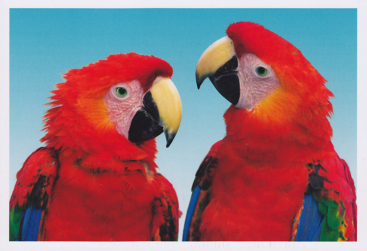 Thomas Willerich: Papageien