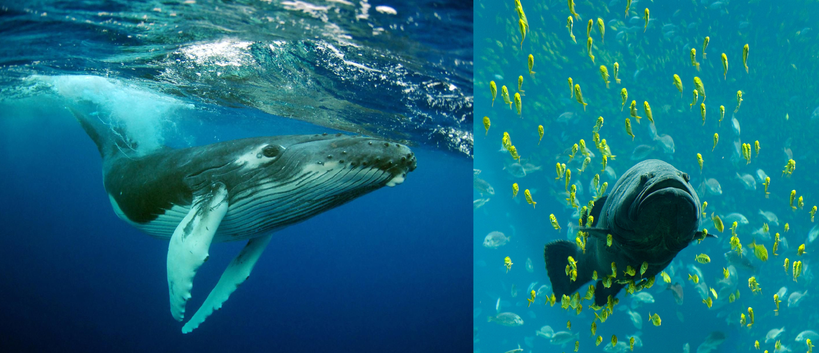 Pras Academy Smp Gerak Pada Hewan