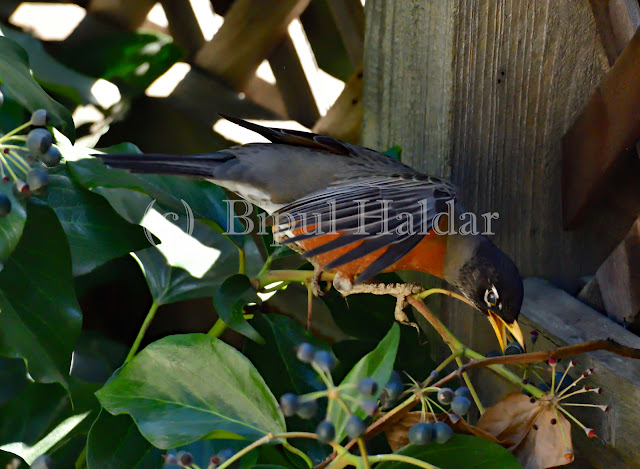 American Robin Picking a Blue Berry American Robin Picking a Blue Berry