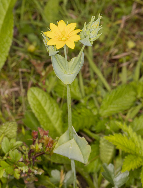 Yellow-wort, Blackstonia perfoliata. Leybourne Lakes, 16 June 2016. Yellow-wort, Blackstonia perfoliata. Leybourne Lakes, 16 June 2016.