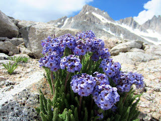 Polemonium Flower found near the base of Mt. Williamson.