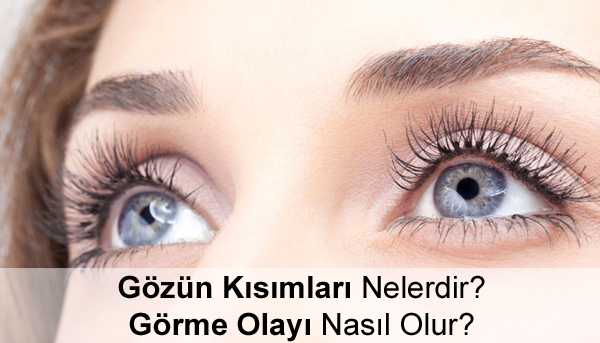Gözün Kısımları Nelerdir? Görme Olayı Nasıl Olur? Gözün Kısımları Nelerdir? Görme Olayı Nasıl Olur?