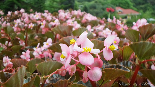 Terrazas de Flores Cebu Botanical Garden