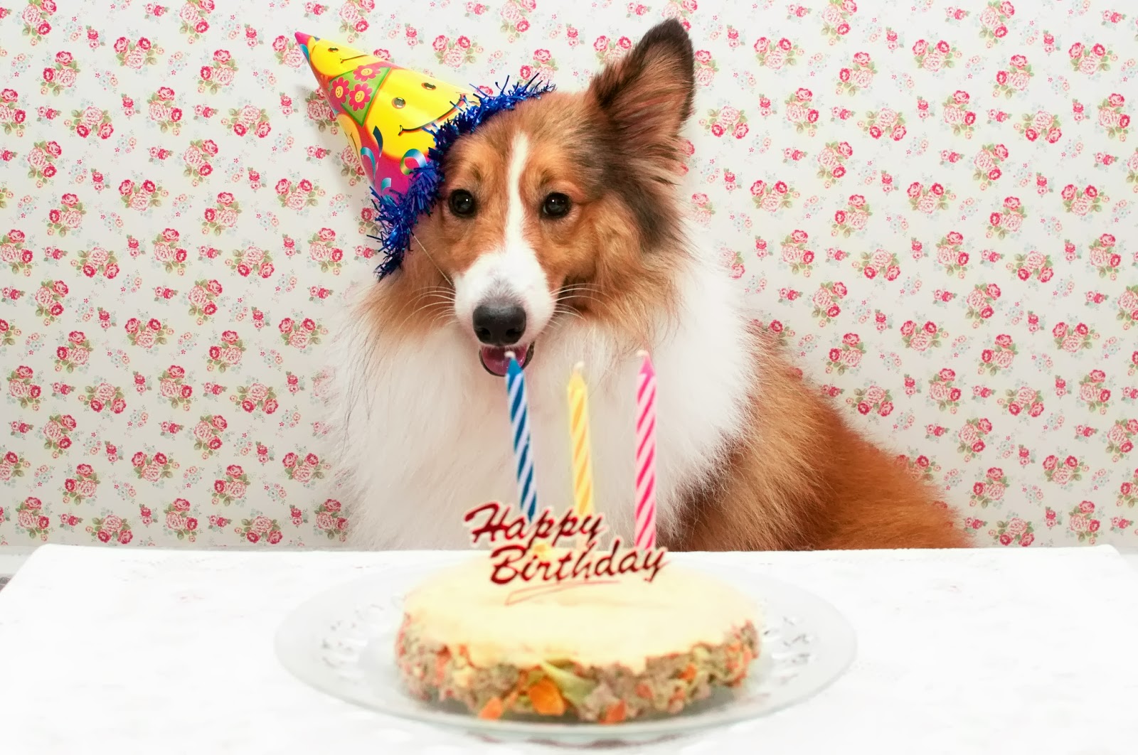 Happy Birthday Dog Smacks Cake Happy Birthday Dog Smacks Cake