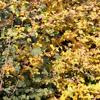 http://www.thenurseries.com/field-maple-acer-campestre-bare-root-hedging-plants-p-889.html
