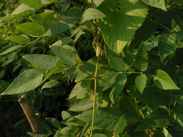 Apios tuberosa