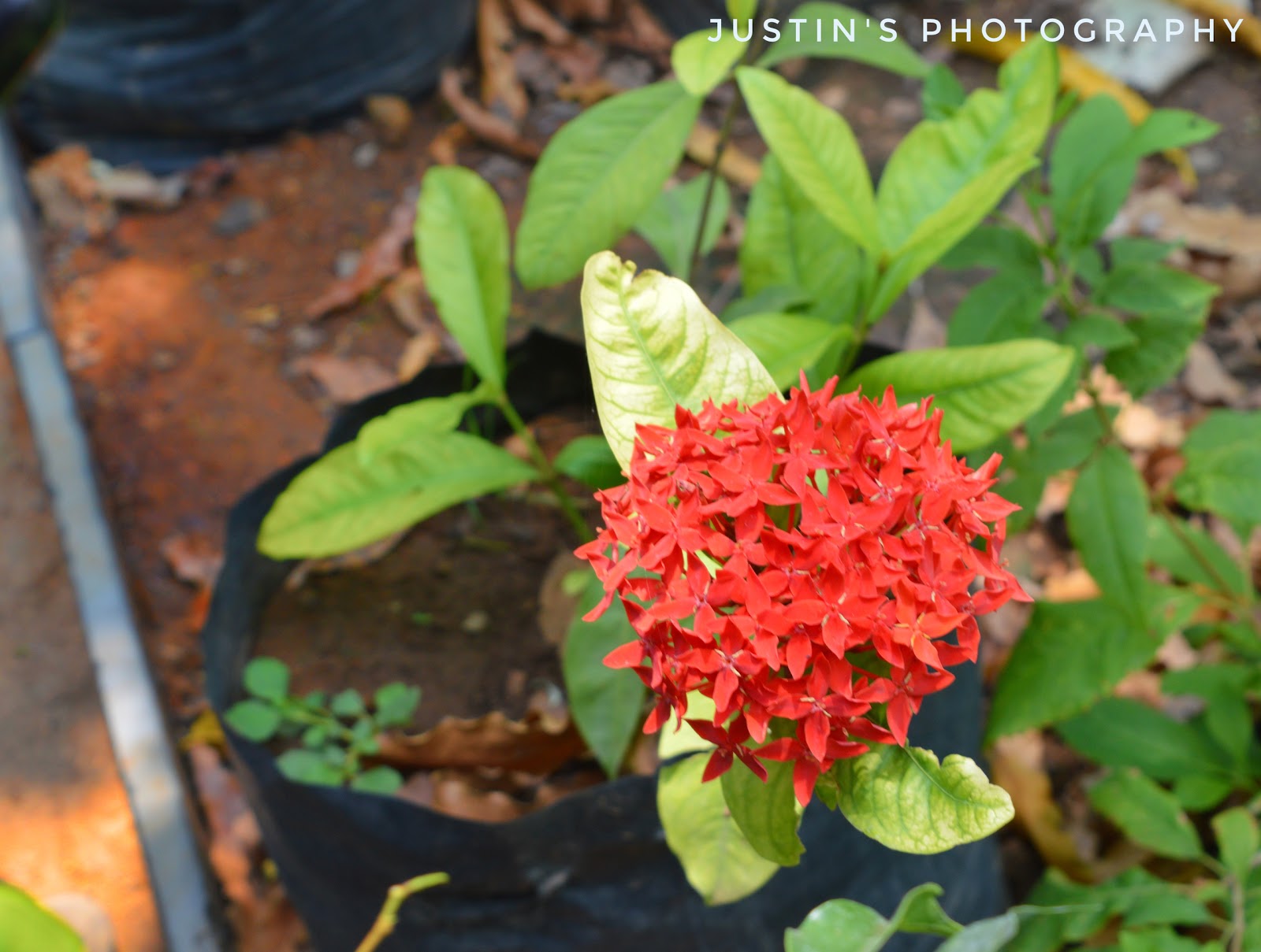 Ornamental gardening explanation