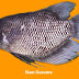 Membeli Ikan Gurame Bakar Saat Bulan Ramadhan