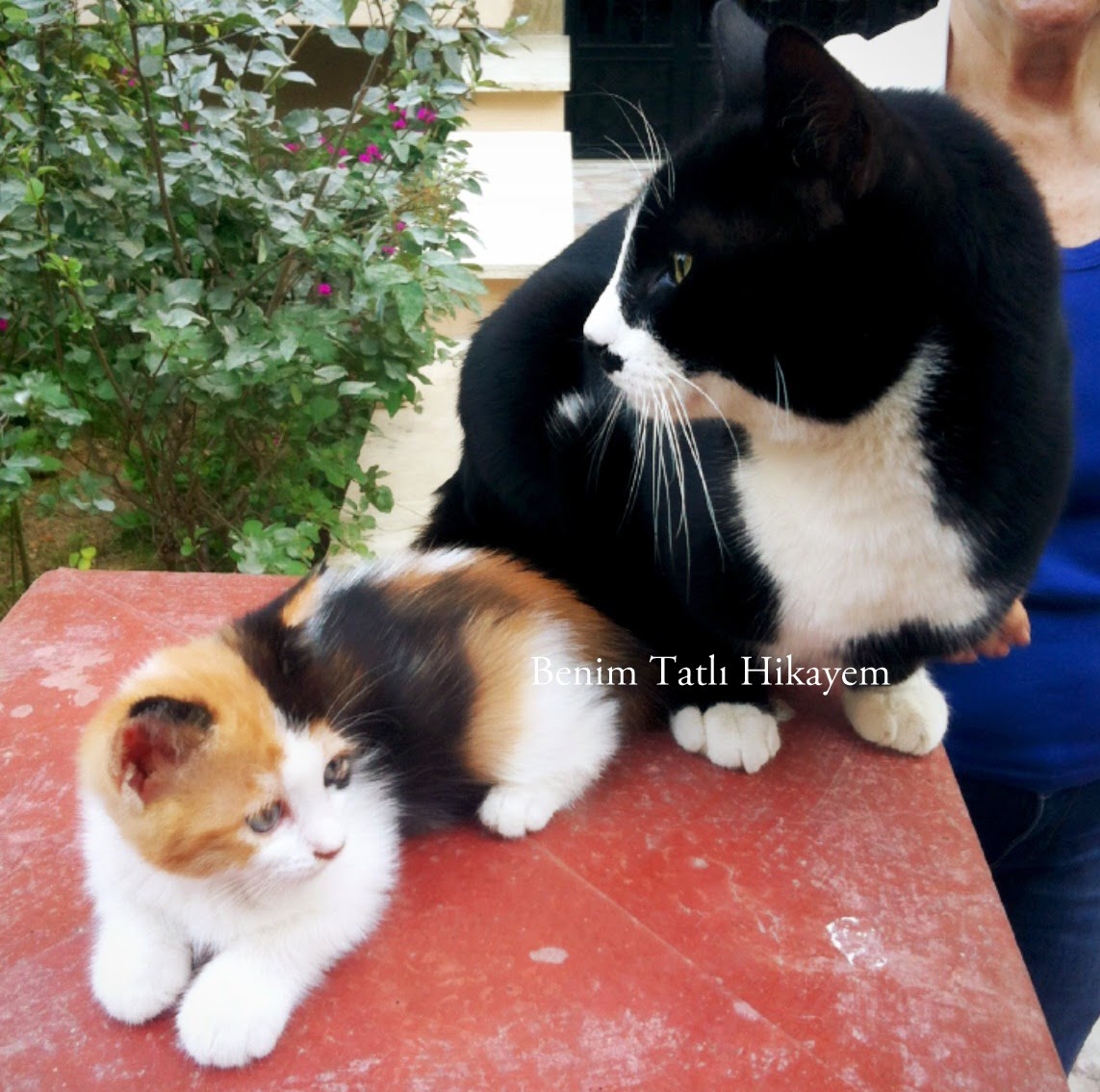 Sosyal Medya Kedi Olalı Bir Fare Tuttu!