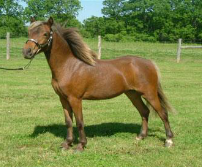 Hackney ~ Caballos del Sur, Tienda Ecuestre