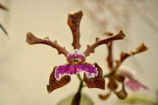 , Mostre primaverili: Horti di Veio e Monteporzio catone 2017, diarid'orchidee