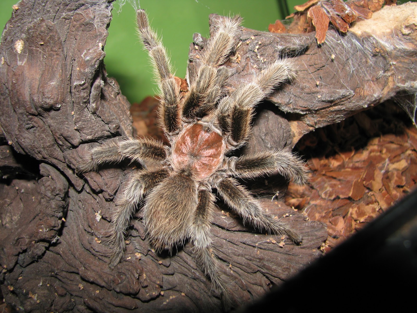 Ninhos dos Repteis: Tarântula Rosa do Chile