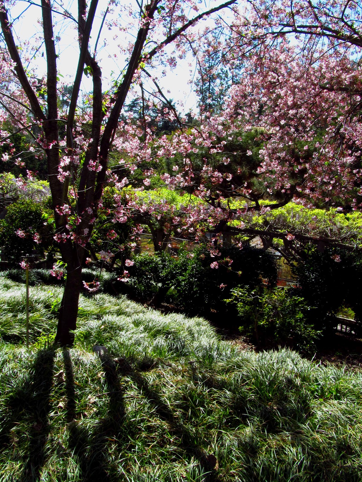 Dr. John's Journal More Pictures of the Huntington Library Grounds