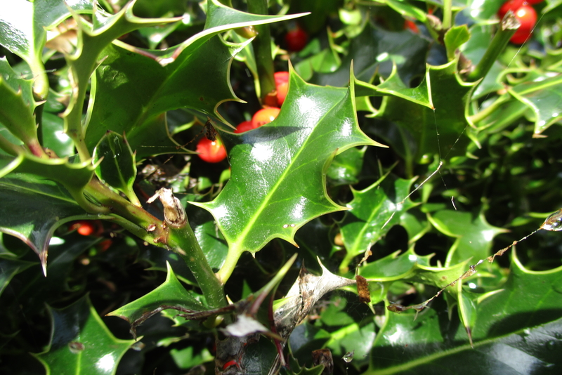 Future Plants By Randy Stewart Cotoneaster