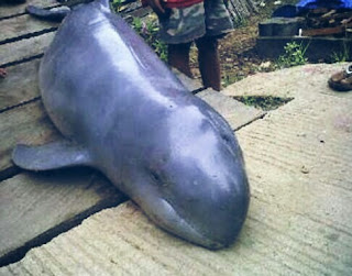 Daftar Hewan Langka Di Indonesia Dilengkapi Gambar dan Penjelasannya