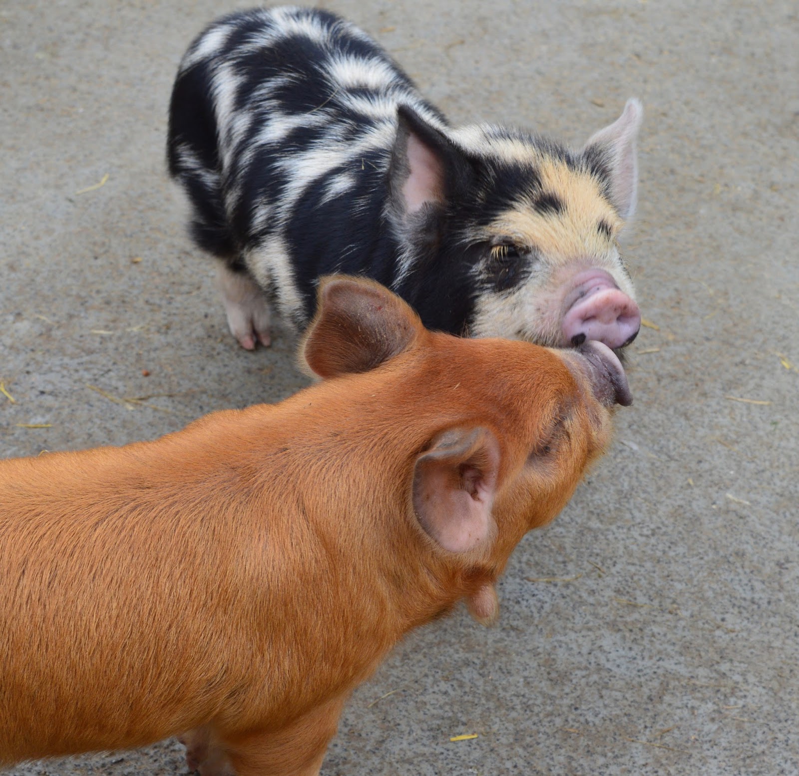 Overnight Stay at South Causey Inn | County Durham - Animals Pigs