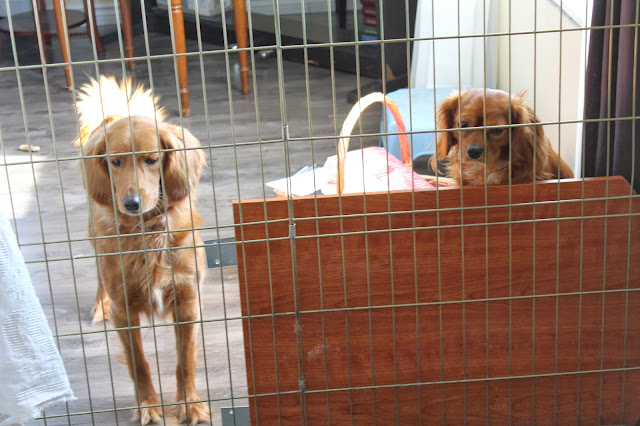 Puppy Pens and Kennels Mini Goldendoodle and Ruby Cavalier King Charles Spaniel