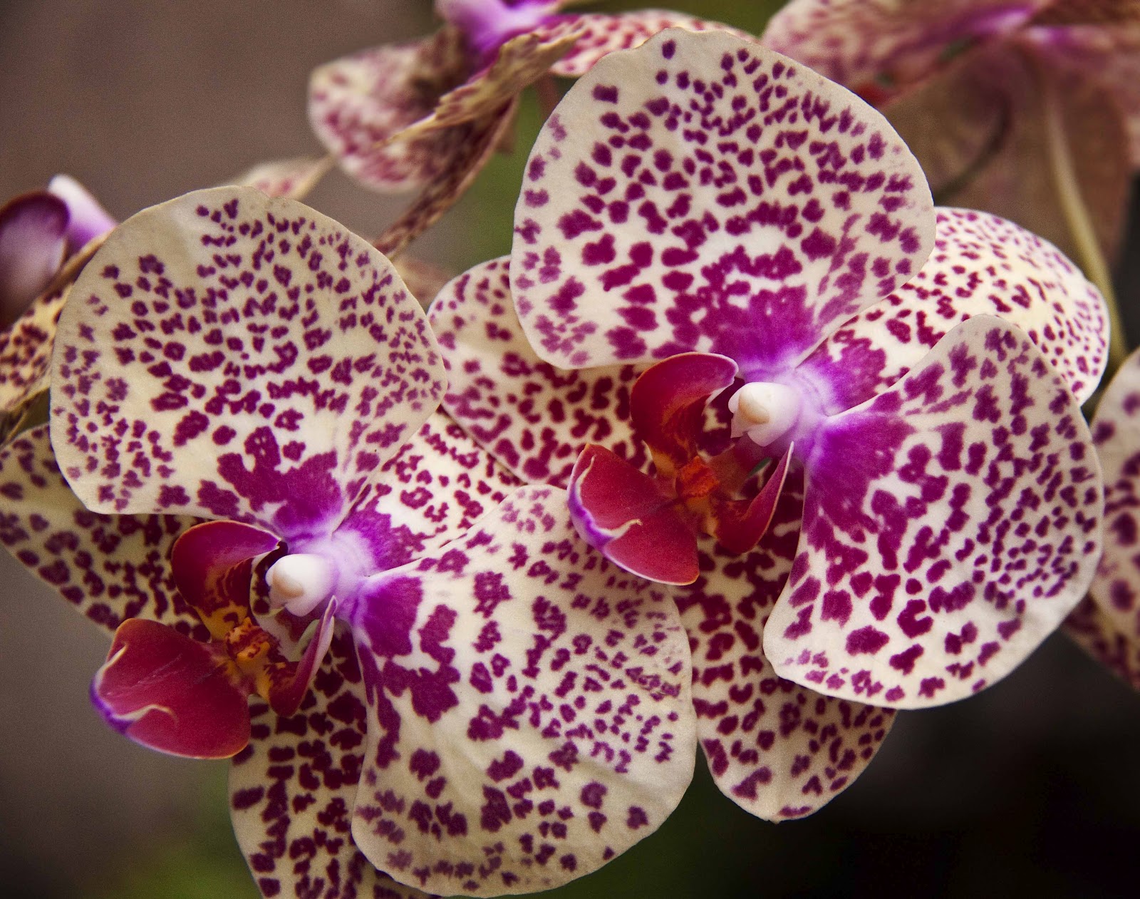 Vanda (An Orchid Genus) Flowers