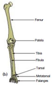 Sistem Kerangka Tubuh (Skeleton) Aksial dan Apendikular ...