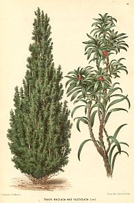 Taxus baccata (the common yew)