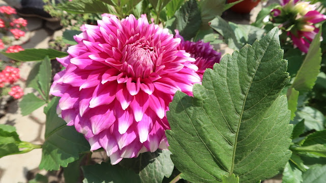 beautiful-flowers-wallpaper-free-download beautiful-flowers-wallpaper-free-download