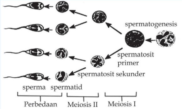 Proses spermatogenesis Proses spermatogenesis