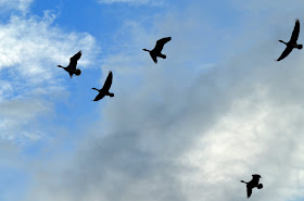 Flight of the greylag