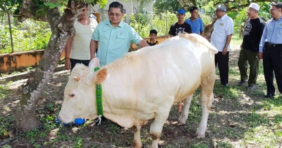 Terengganu lembu sado Hasil lumayan