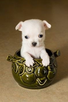 Top 5 Teeny Tiny Puppies You Must See Now