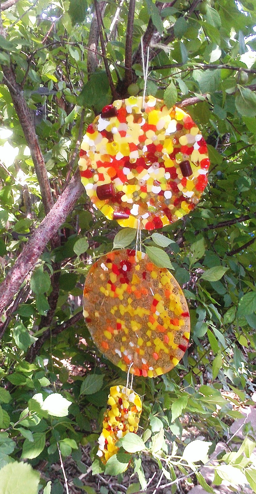 Taming Roses Suncatchers on a Sunny Day...