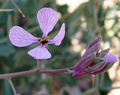 Flores lila del collejón (Moricandia arvensis)